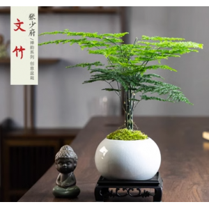 文竹盆栽植物室内客厅中式禅意小盆景好养绿植办公室摆件创意花卉